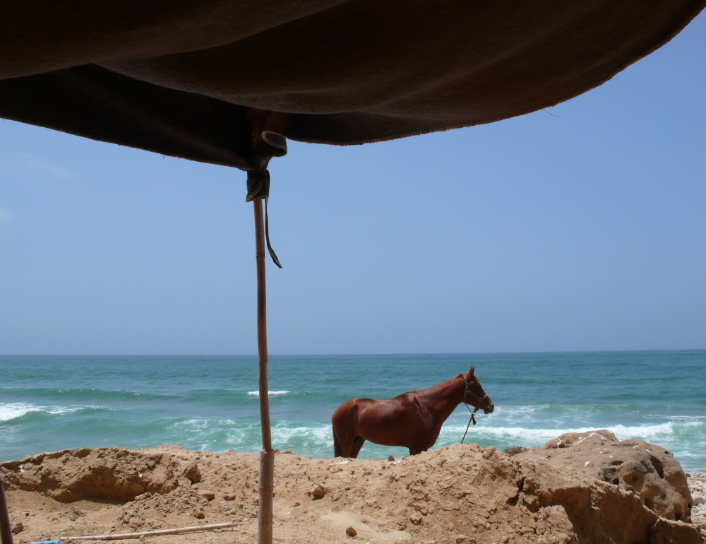 Randonnée équestre sur les côtes d'Essaouira au Maroc